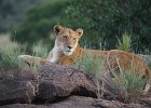 Masai Mara